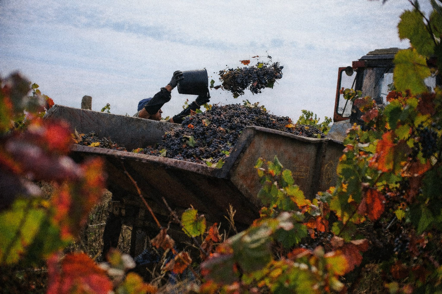 Villa Tinta vineyard workers harvesting grapes
